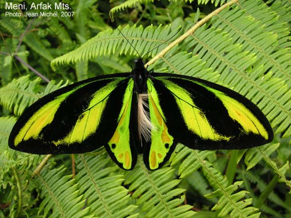 Papua Insects Foundation (Lepidoptera/Papilionidae/Ornithoptera